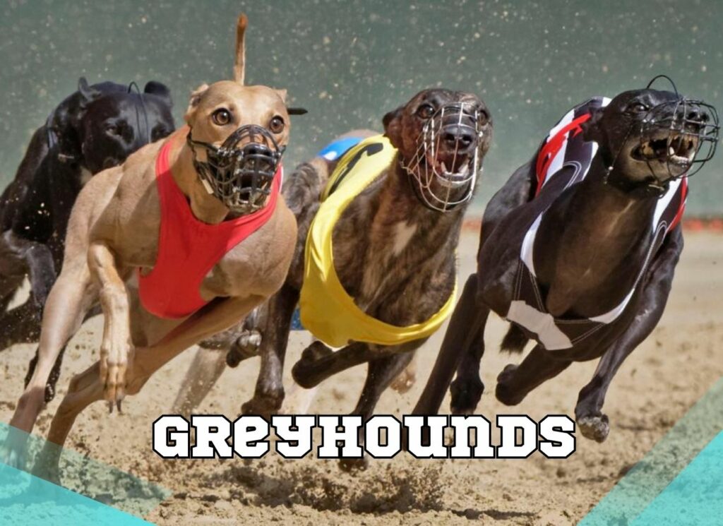 Greyhound betting websites overview in India